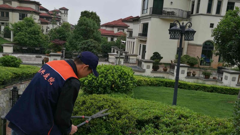 中小学绿化养护：守护校园绿意盎然的秘密