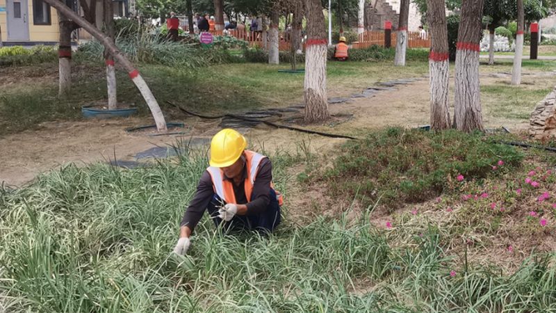 家庭绿植租赁加盟：揭秘绿色生活的盈利之道**