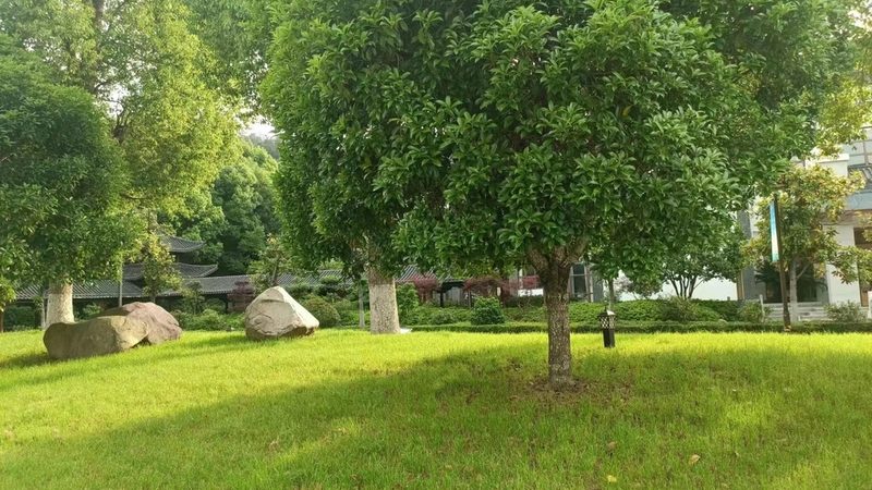 草坪品种优缺点对比图：了解不同草坪的适用场景
